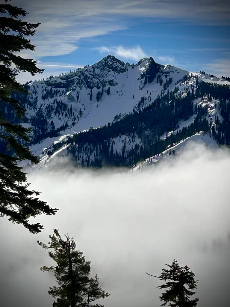Snow-covered Sierra peaks rising above a low bank of cloud, seen through pine branches