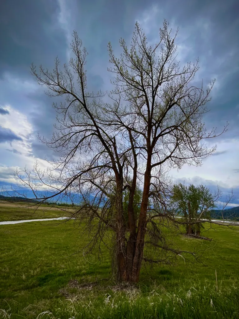 A lone cottonwood tree standing in an open Sierra meadow under a wide, cloudy sky
